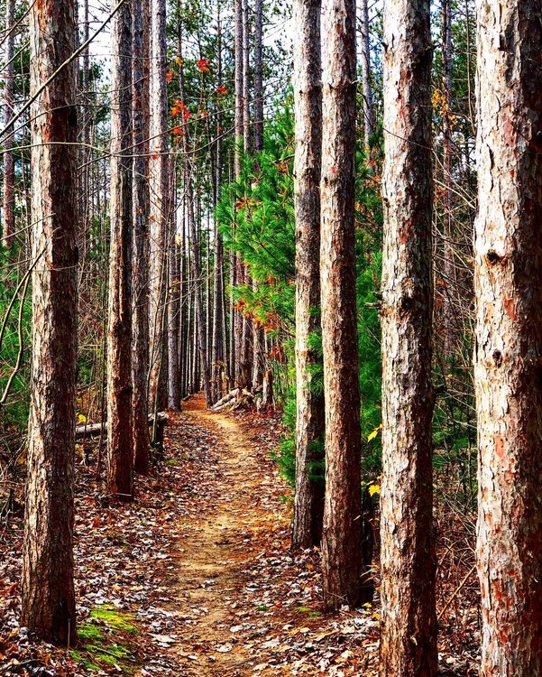 Riley Trails