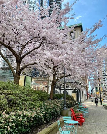 tourhub | Japanese Cherry Blossom Crowdriff Gallery