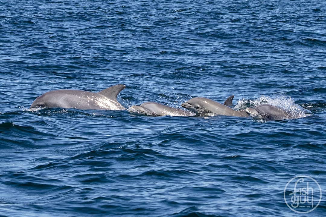 Summer can't get here fast enough!
Bottlenose dolphins
Hampton Bays, NY
.
.
.
#bottlenosedolphin #dolphins #marinelife #oceanlife #wildlife #wildlifephotography #wishingforsummer #getoutside #explorenature #hamptons #hamptonbays #fishguyphotos