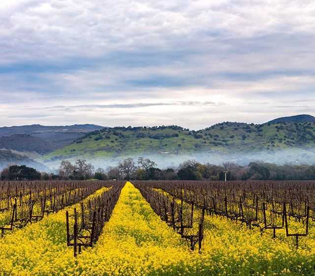 Find the Best Time to Visit Napa Valley | Seasonal Celebrations 