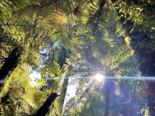 Sunlight filters through a dense canopy of lush green ferns and trees, creating a serene, vibrant forest atmosphere. The scene invites exploration.