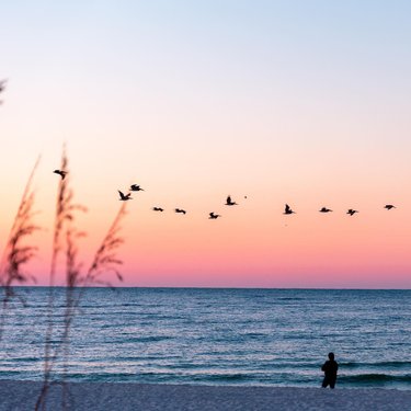 Silhouetted figure stands on a beach at sunset, with a flock of birds flying over calm waves and a pastel sky. Gentle grasses frame the scene.