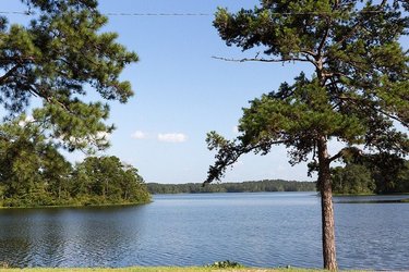 A serene lake surrounded by lush greenery and tall pine trees under a clear blue sky, inviting exploration and relaxation.