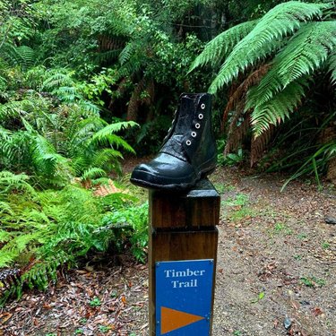 A black boot perched on a wooden post, marked with a blue sign indicating "Timber Trail," surrounded by lush green ferns and foliage.