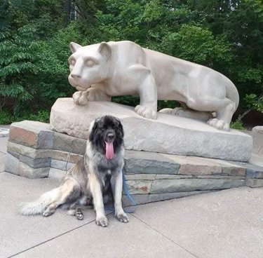 A large, fluffy dog sits on a paved path in front of a stone statue of a mountain lion, surrounded by lush greenery.