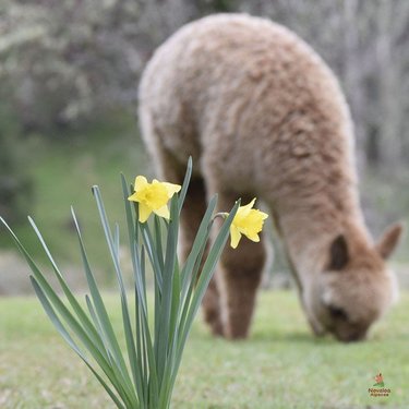 A brown alpaca grazes in a lush green field, with vibrant yellow daffodils in the foreground, creating a serene pastoral scene.
