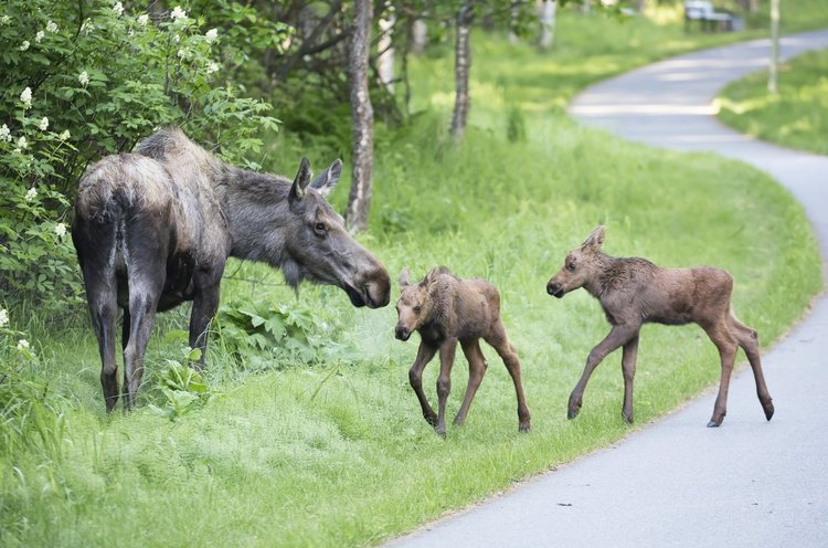 20 Best Things to do in Anchorage | Visit Anchorage