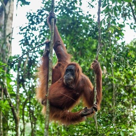 Borneo