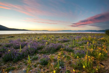 Social media post by visitlaketahoe_official