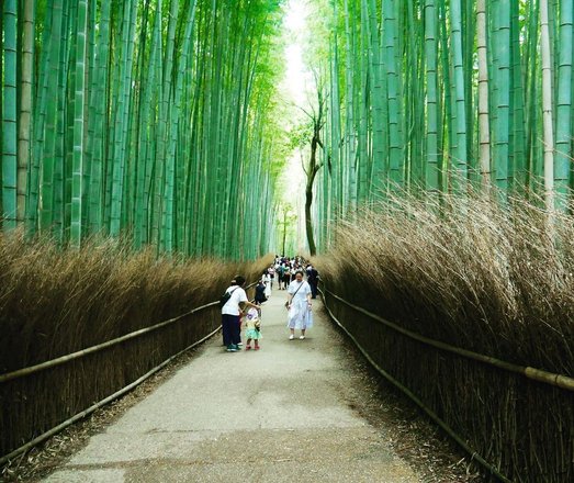 tourhub | Arashiyama Bamboo Forest Crowdriff Gallery