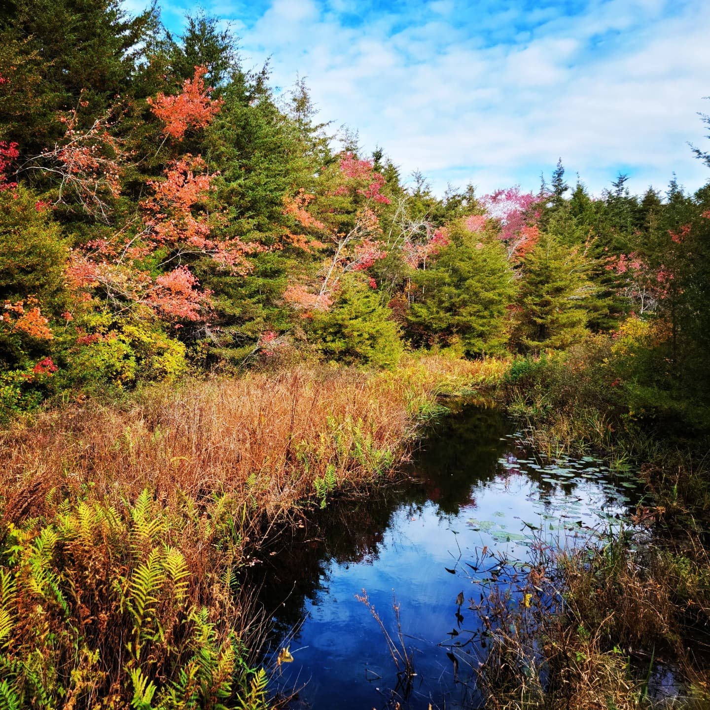 A Saturday walk in nature...