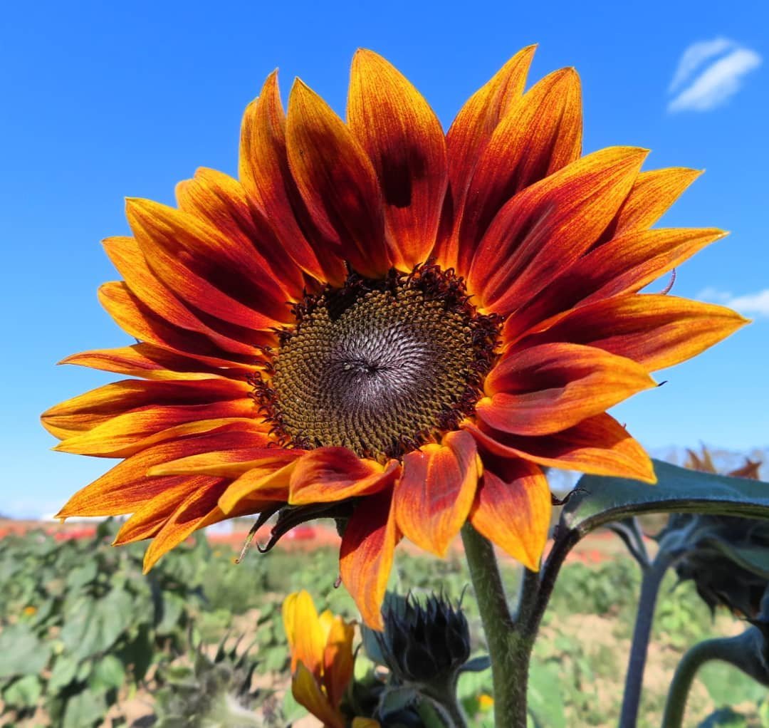 Yet another rainy day on the Northfork, so here to brighten the day is another festive fall beauty I saw at northforksunflowermaze recently 🧡🌻😍