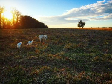 Two dogs and a sheep graze in a sunlit field, surrounded by tall grass and trees under a clear blue sky. The scene captures a serene rural landscape.