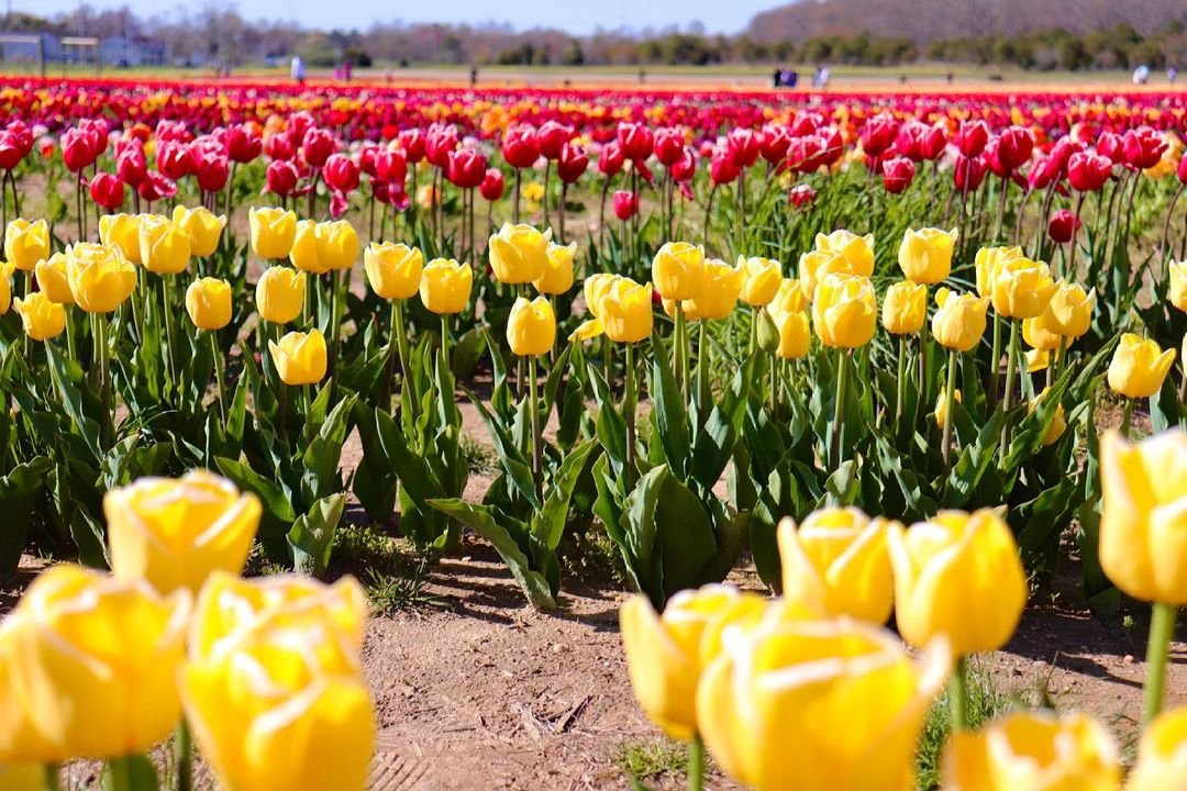 April showers bring May flowers!! 🌷 What a beautiful time of the year this is 😍