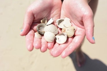 Hands holding a collection of various seashells on a sandy beach. The background is blurred, suggesting a sunny coastal environment.