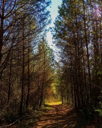 Stephens State Forest photo 3