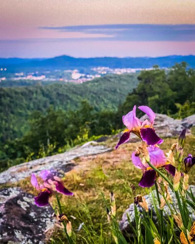 William B. Bankhead National Forest - Wildflower Fields