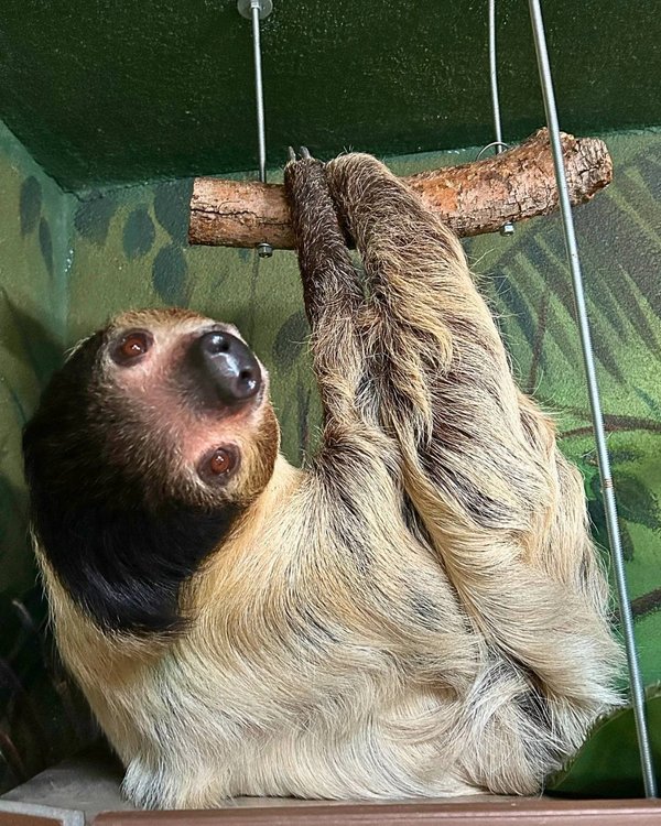 A sloth hangs from a branch, showcasing its unique features and relaxed posture against a vibrant gr…