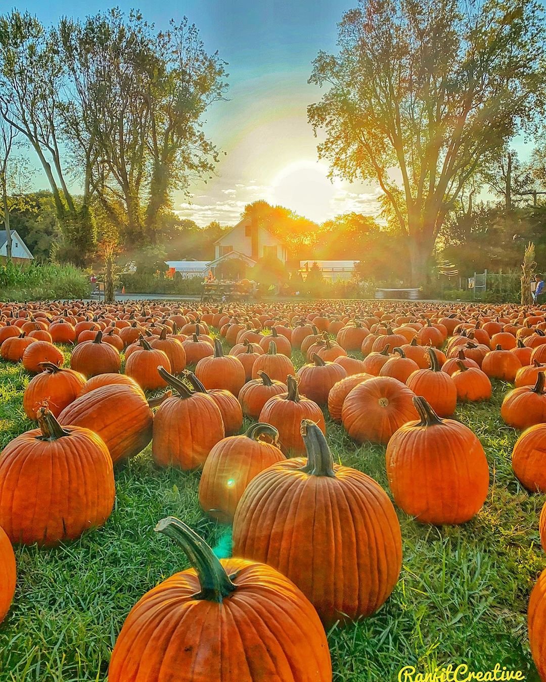 So satisfying gorgeous mix of pumpkins 🎃 and sunset 🌞
.
.
.
.
.

#pumpkin #halloween #fall #autumn #pumpkins #spooky #october #jackolantern #pumpkinspice #pumpkinpatch #trickortreat #halloweendecor #food #shotoniphone #happyhalloween #orange #autumnvibes #horror #foodie #love #witch #foodporn #halloweeneveryday #everydayishalloween #homemade #scary #falldecor #healthyfood #longislandny #pumpkin