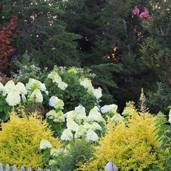 Lush garden featuring vibrant white hydrangeas and bright yellow foliage, framed by green trees and pink blooms in the background.