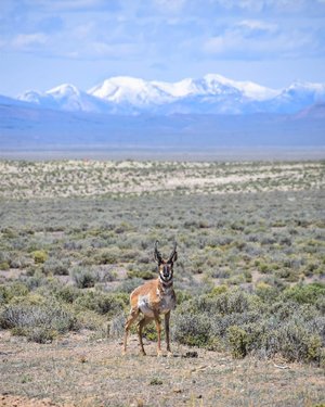 I must’ve been a pronghorn in a past life 
.
.
.
.
.
#pronghorn #antelope #bigsmokyvalley #nevada #sagebrush #nevadadesert #austinnv #explorenevada #adventure #wildlife #wildlifephotography #travelnevada #naturalnevada #wildlife_perfection #wildlifeonearth #ungulate #nevadadepartmentofwildlife #ndowok #visitnevada #outdoorproject #optoutside #wildlifeseekers #52weeksofnature #greatbasin #hikingadventures #ventureout #hikenevada #mypubliclands #adventurevisuals #awesomeearth