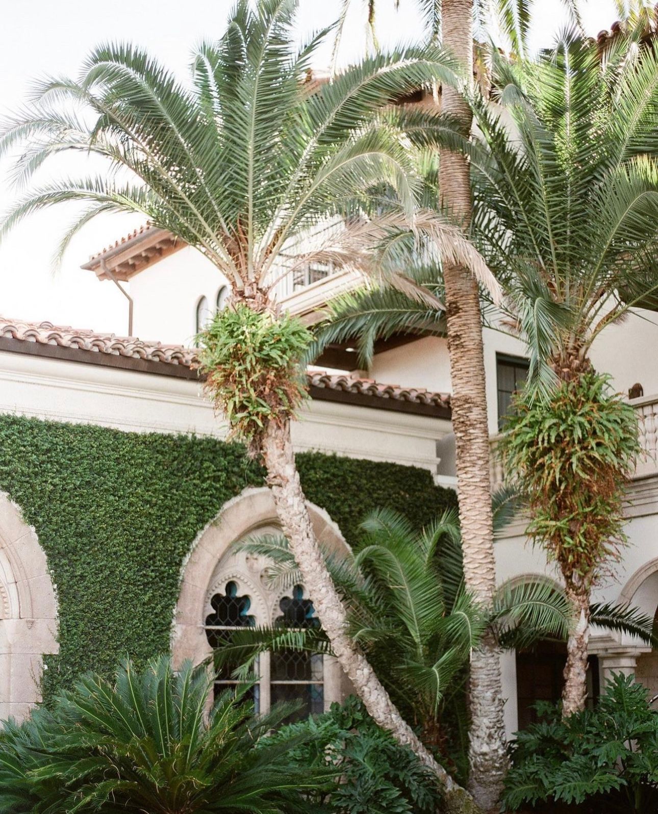 Palm tree Palm tree