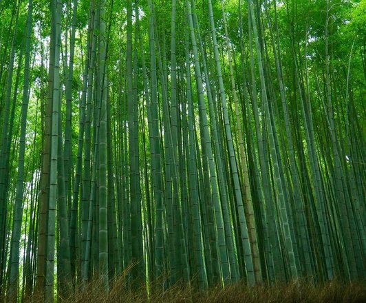 tourhub | Arashiyama Bamboo Forest Crowdriff Gallery