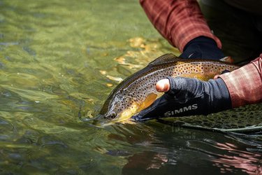 Making sure that fish swim away on their own volition is crucial for the health of our beloved trout. Trout who linger in your hands may not be ready to face the current and can die if pushed into the water. Always point fish up stream and wait for them to swim away. 
#truckeeriver #flyfishing #flyfishingjunkie #fishing #onthefly #esn #euronymphing #trout #rainbowtrout #browntrout #nymphing #troutfishing #palmmeat #renoflyshop  #catchandrelease #fishinglife  #nature #flyfish #trophytrout #flyfishing #troutflies #flyfishingaddict #onthefly #renotahoe #palmmeat #nevada #nevadaflyfishing #guidedflyfishing  #nevadaoutdoors #gripngrin #tightlinenymphing #barbless