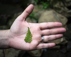 A hand holds a small green fern against a blurred natural background of rocks and greenery, emphasizing nature's delicate beauty.