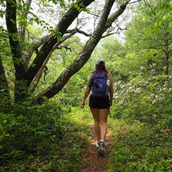A hiker walks along a narrow trail surrounded by lush greenery and trees, with wildflowers blooming nearby. The scene evokes a sense of adventure.