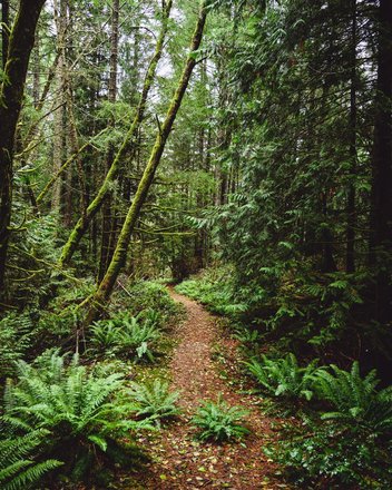 There was this one time when I actually did get briefly lost in a magical forest, but I wasn’t upset at all because LOOK AT IT!!! We are so damn lucky to be surrounded by places like this. 
I figured this photo would be the perfect one to accompany some photos I recently shot on film at the Climate Strike in downtown Vancouver. If we love our planet the way it deserves to be loved, we’ll continue to be able to experience beautiful nature like this!!! 🌎🌍🌏