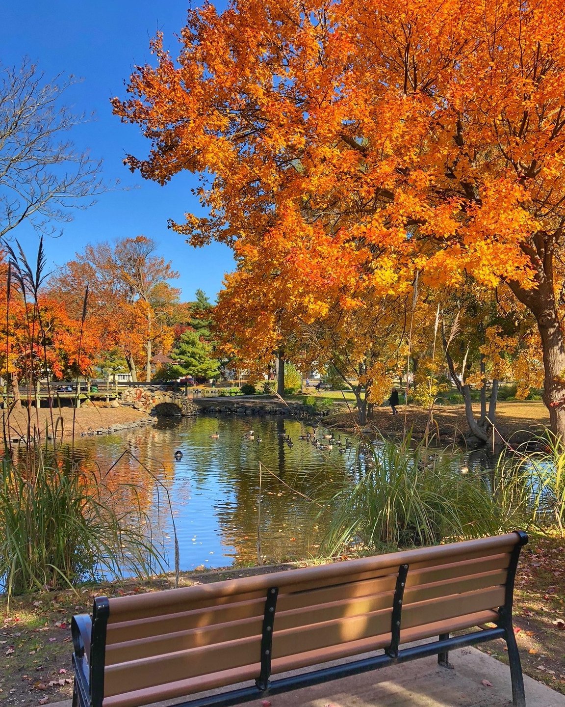Sundays are for walks in the park! 🍂 📷 
Link in bio for walks, hikes and runs on LI.
