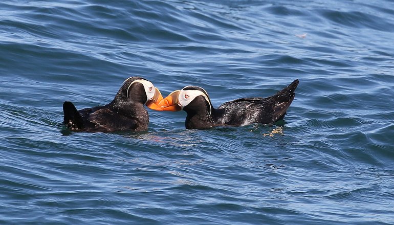 Puffin Birds.jpg