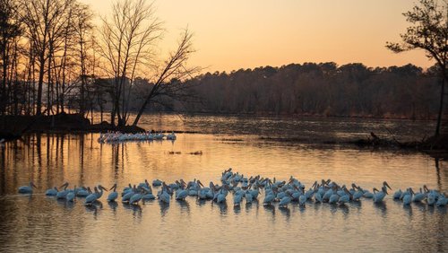 A serene lake at sunset, with a flock of white pelicans resting on the water's surface, surrounded by trees and soft reflections.
