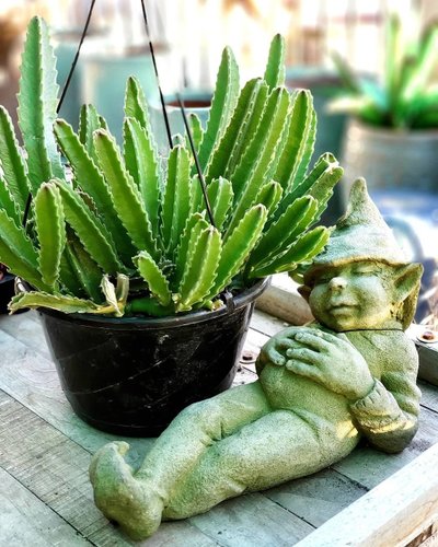 Best Plant Shops in Dallas | Visit Dallas