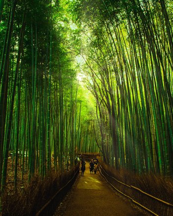 tourhub | Arashiyama Bamboo Forest Crowdriff Gallery