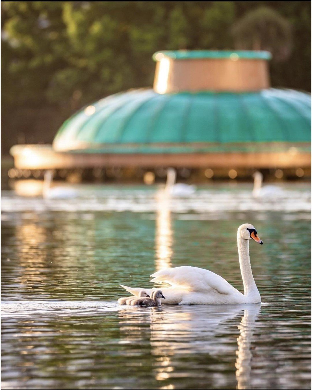 A serene lake scene featuring a swan gliding gracefully on the water, with a green-domed structure in the background. Soft reflections enhance the tranquil atmosphere.
