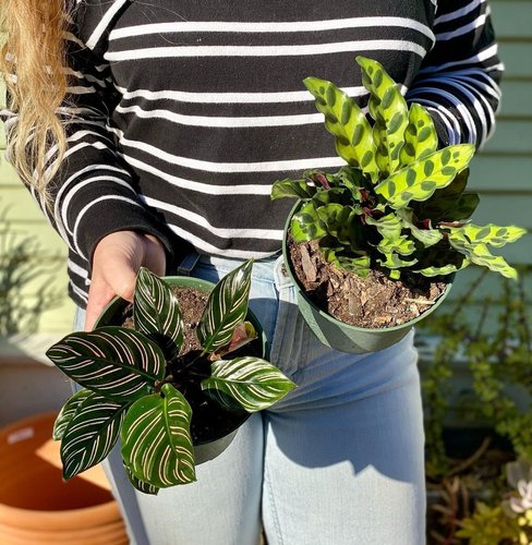 indoor plant with red and green leaves Assorted Pilea – Plant Detectives