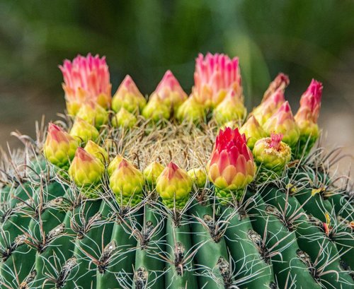 Cactus Blooms in Arizona | Desert Botanical Garden