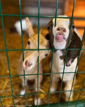 Two young goats are playfully interacting through a green wire fence, surrounded by straw bedding in a barn setting.