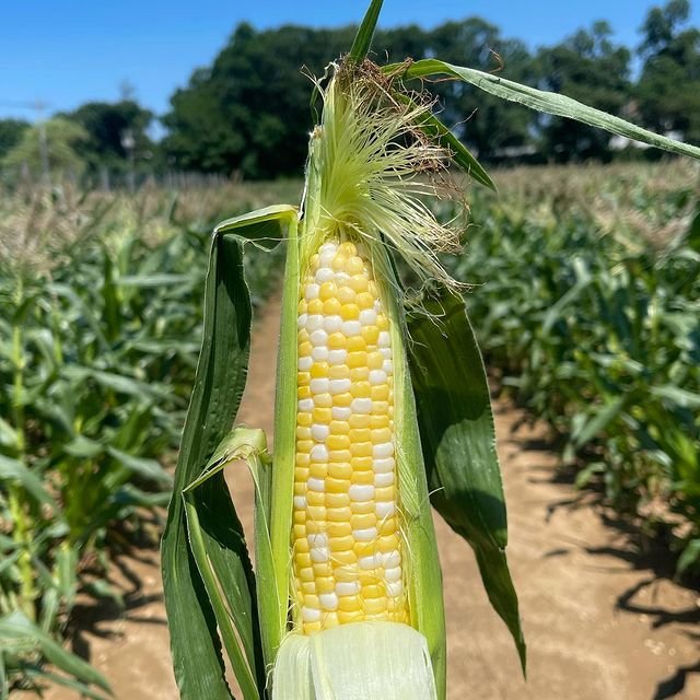andrewsfamilyfarm