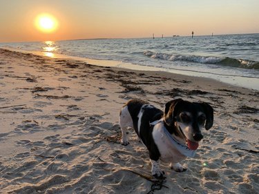 A small black and white dog stands on a sandy beach at sunset, with gentle waves lapping at the shore and a glowing sun on the horizon.