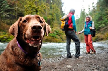 Photo by UnicoiStatePark, caption reads: Hiking is a popular activity at our pet-friendly State Park. Three of the parkâs trails are worth exploring on your next trip to our mountain resort. Book your trip: https://t.co/6BSibV17xN \#hiking \#getoutdoors \#explorega \#unicoistatepark \#gastateparks \#alpinehelen \#petfriendly https://t.co/RefCLEWqd5