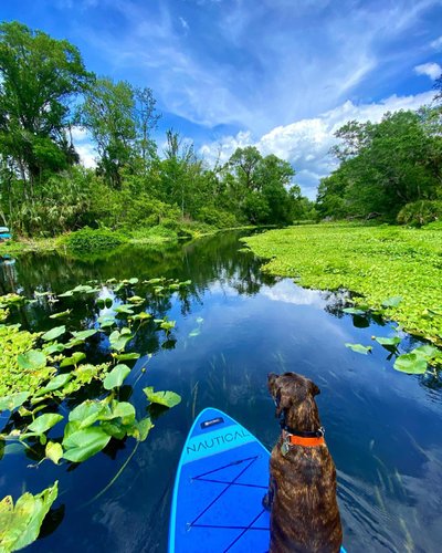Dog Friendly Activities Orlando: Unleash Adventure!