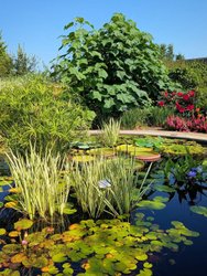 Lush greenery surrounds a tranquil pond filled with vibrant water lilies and ornamental grasses, creating a serene garden oasis.