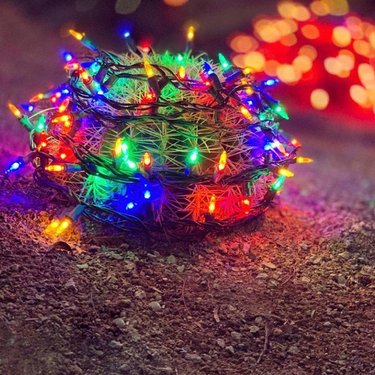The lights aren't off just yet! If you haven't made it down to our Holiday Cactus Garden, now is your chance. Grab your loved ones and enjoy a breathtaking display of glittering lights covering 3 acres, open daily from 8am - 10pm until Jan. 5. 📸: @iamworthperth