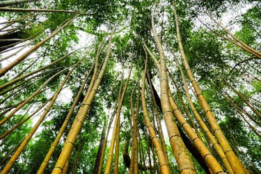 Tall bamboo stalks rise towards a bright sky, surrounded by lush green foliage, creating a serene and tranquil atmosphere.