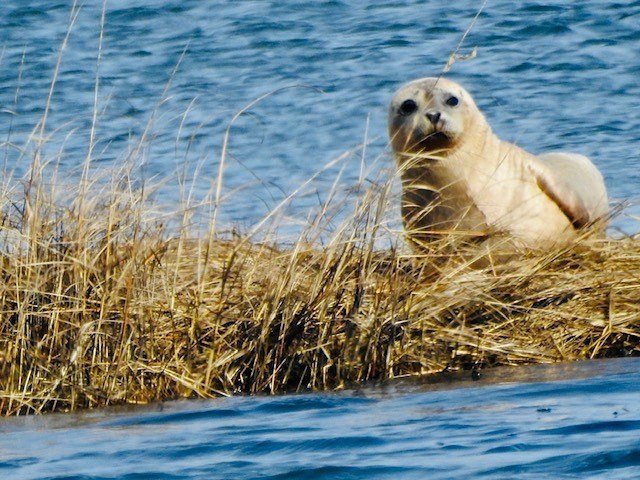 Harbor seals have large eyes to help them see in the dark, deep water, and their long necks can shoot out quickly to catch fish while swimming. Their whiskers help them to hunt and navigate through the water by sensing pressure waves from fish and other underwater objects. Our Seal Walk program goes through March. Sign up today on our website jonesbeachenc.org/programs to reserve your spot to look for these lovable marine mammals and learn more about them.
.
.
.
Photo Credit: Stanley Furtak
#jonesbeachenc #jbenc #wildlifephotography #harborseal #sealwalks #nystateparks #jonesbeachstatepark