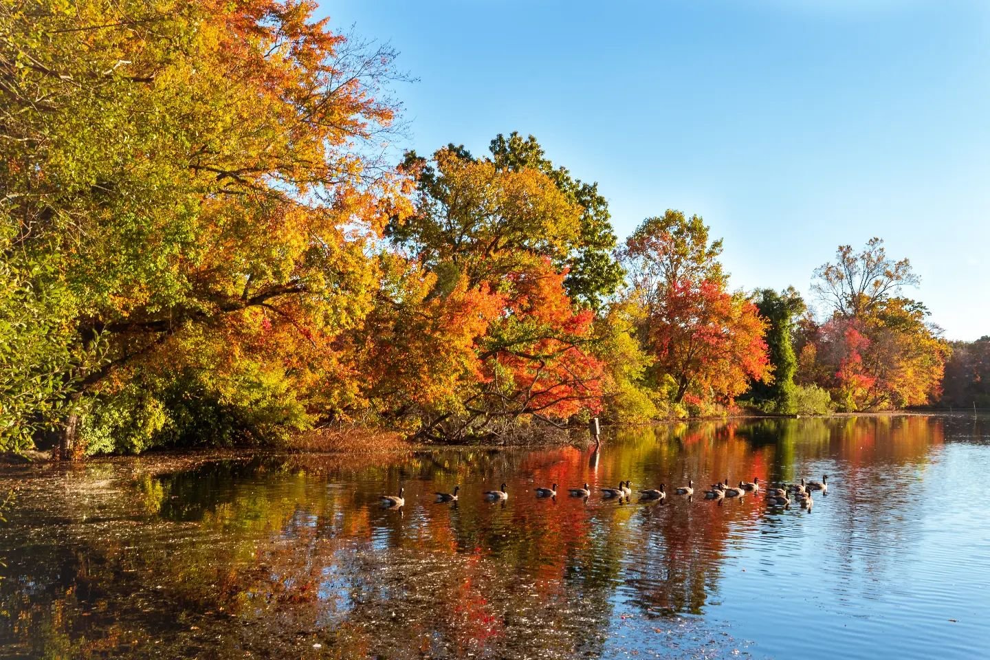 Some Canada Geese on Willow Pond in Caleb Smith State Park 🍁

#photography #nikon #fall #fallfoliage #landscapephotography #landscapelovers #landscapelover #landscape #landscapeart #landscapehunter #landscapecaptures  #naturephotography #natureshots #naturelovers  #naturegeography #nystate #hikersofinstagram #hikeny #goldenhour #sunsetlovers #sunsetphotography #sunsetporn #nystateparks  #nikonphotography