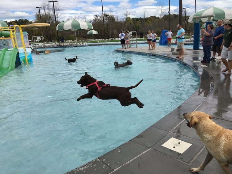 Pet Friendly | Visit Kingsport